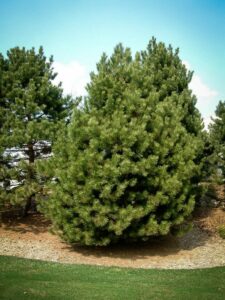 Сосна Чёрная (Pinus Nigra) купить по цене от 270.00р. в интернет-магазине «Посадика» с доставкой почтой в в Ахтубинске и по всей России – [изображение №1].