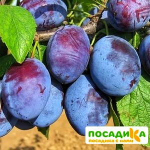 Слива Чачакская ранняя купить по цене от 229.00р. в интернет-магазине «Посадика» с доставкой почтой в в Ахтубинске и по всей России – [изображение №1].