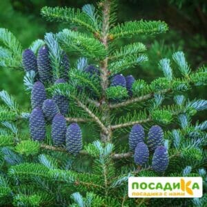 Пихта корейская (Abies koreana) купить по цене от 450.00р. в интернет-магазине «Посадика» с доставкой почтой в в Ахтубинске и по всей России – [изображение №1].