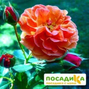 Роза Арабия купить по цене от 350.00р. в интернет-магазине «Посадика» с доставкой почтой в в Ахтубинске и по всей России – [изображение №1].