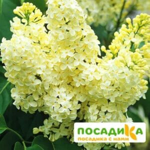 Сирень Примроуз (Primrose) купить по цене от 529.00р. в интернет-магазине «Посадика» с доставкой почтой в в Ахтубинске и по всей России – [изображение №1].