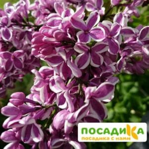 Сирень Сенсация купить по цене от 529.00р. в интернет-магазине «Посадика» с доставкой почтой в в Ахтубинске и по всей России – [изображение №1].