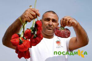 Клубника Гигант Джорнея купить по цене от 266р. в интернет-магазине «Посадика» с доставкой почтой в в Ахтубинске и по всей России – [изображение №1].