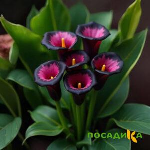 Калла Аура Лейс купить по цене от 400р. в интернет-магазине «Посадика» с доставкой почтой в в Ахтубинске и по всей России – [изображение №1].