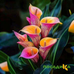 Калла Оникс купить по цене от 450р. в интернет-магазине «Посадика» с доставкой почтой в в Ахтубинске и по всей России – [изображение №1].