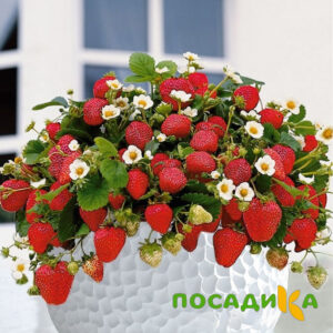Клубника Рубиновый Шепот (горшечная) купить по цене от 240р. в интернет-магазине «Посадика» с доставкой почтой в в Ахтубинске и по всей России – [изображение №1].