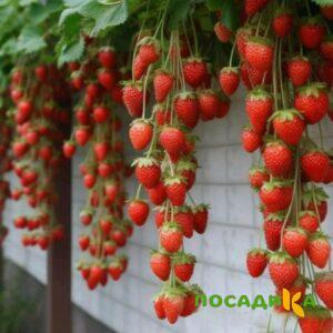 Клубника вьющаяся Комплимент купить по цене от 470р. в интернет-магазине «Посадика» с доставкой почтой в в Ахтубинске и по всей России – [изображение №1].