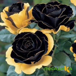 Роза Ханни Сикл купить по цене от 700р. в интернет-магазине «Посадика» с доставкой почтой в в Ахтубинске и по всей России – [изображение №1].