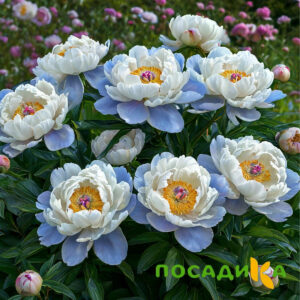 Пион акварельный Этюд купить по цене от 806р. в интернет-магазине «Посадика» с доставкой почтой в в Ахтубинске и по всей России – [изображение №1].