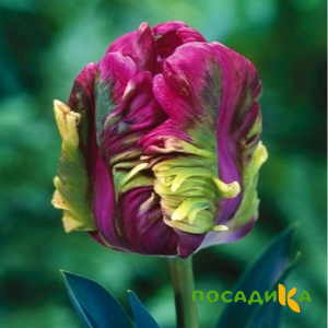 Тюльпан Экзотик Хэвен купить по цене от 186р. в интернет-магазине «Посадика» с доставкой почтой в в Ахтубинске и по всей России – [изображение №1].