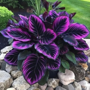 Хоста Люминоза купить по цене от 450р. в интернет-магазине «Посадика» с доставкой почтой в в Ахтубинске и по всей России – [изображение №1].