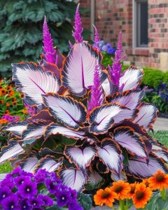 Хоста Кримэн Дрим купить по цене от 549р. в интернет-магазине «Посадика» с доставкой почтой в в Ахтубинске и по всей России – [изображение №1].