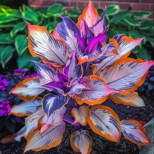 Хоста Эмеральд Тиара купить по цене от 602р. в интернет-магазине «Посадика» с доставкой почтой в в Ахтубинске и по всей России – [изображение №1].