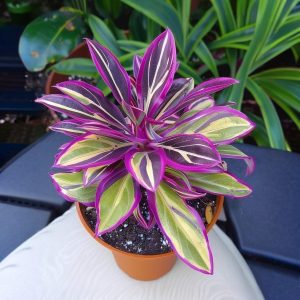 Хоста Сильвер Стик купить по цене от 650р. в интернет-магазине «Посадика» с доставкой почтой в в Ахтубинске и по всей России – [изображение №1].