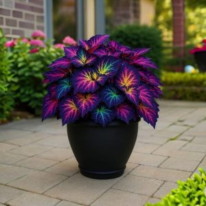 Хоста Фрости Блю купить по цене от 389р. в интернет-магазине «Посадика» с доставкой почтой в в Ахтубинске и по всей России – [изображение №1].