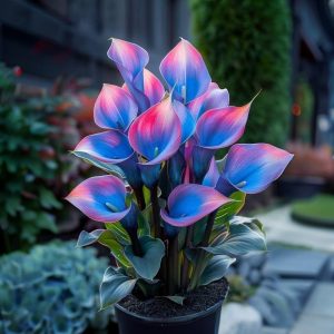 Калла Импрессия купить по цене от 590р. в интернет-магазине «Посадика» с доставкой почтой в в Ахтубинске и по всей России – [изображение №1].