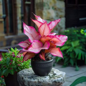 Хоста Розовая Симфония купить по цене от 800р. в интернет-магазине «Посадика» с доставкой почтой в в Ахтубинске и по всей России – [изображение №1].