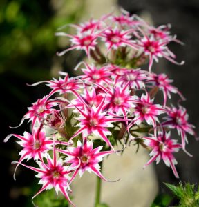 Флокс Метельчатый Путь купить по цене от 456р. в интернет-магазине «Посадика» с доставкой почтой в в Ахтубинске и по всей России – [изображение №1].