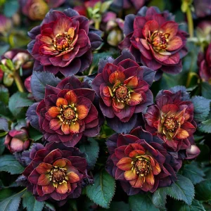 Морозник Сноу Дроп купить по цене от 348р. в интернет-магазине «Посадика» с доставкой почтой в в Ахтубинске и по всей России – [изображение №1].