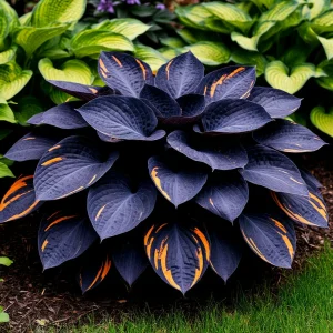 Хоста Умбра купить по цене от 349р. в интернет-магазине «Посадика» с доставкой почтой в в Ахтубинске и по всей России – [изображение №1].