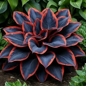 Хоста Солнечный Агат купить по цене от 440р. в интернет-магазине «Посадика» с доставкой почтой в в Ахтубинске и по всей России – [изображение №1].