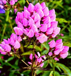 Флокс Бутоник купить по цене от 461р. в интернет-магазине «Посадика» с доставкой почтой в в Ахтубинске и по всей России – [изображение №1].