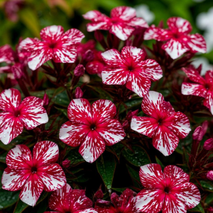 Флокс Ливер Гриммер купить по цене от 590р. в интернет-магазине «Посадика» с доставкой почтой в в Ахтубинске и по всей России – [изображение №1].