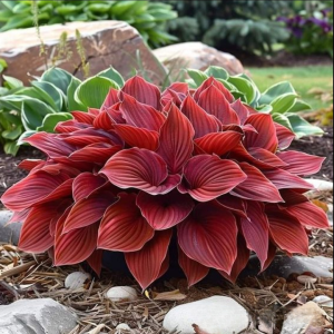 Хоста Малыш Шедевр купить по цене от 421р. в интернет-магазине «Посадика» с доставкой почтой в в Ахтубинске и по всей России – [изображение №1].