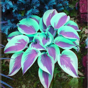 Хоста Висперин Бьюти купить по цене от 379р. в интернет-магазине «Посадика» с доставкой почтой в в Ахтубинске и по всей России – [изображение №1].