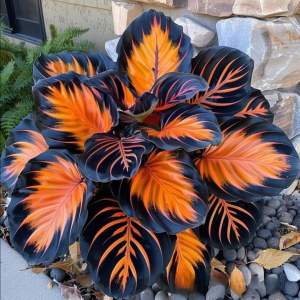 Хоста Сикрет Форест купить по цене от 601р. в интернет-магазине «Посадика» с доставкой почтой в в Ахтубинске и по всей России – [изображение №1].