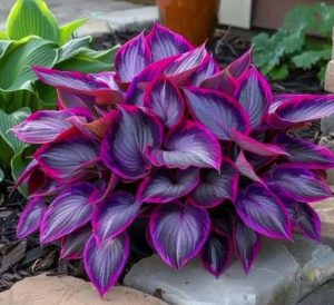 Хоста Сикрет Гарденс купить по цене от 549р. в интернет-магазине «Посадика» с доставкой почтой в в Ахтубинске и по всей России – [изображение №1].