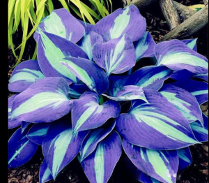 Хоста Аурелия купить по цене от 450р. в интернет-магазине «Посадика» с доставкой почтой в в Ахтубинске и по всей России – [изображение №1].